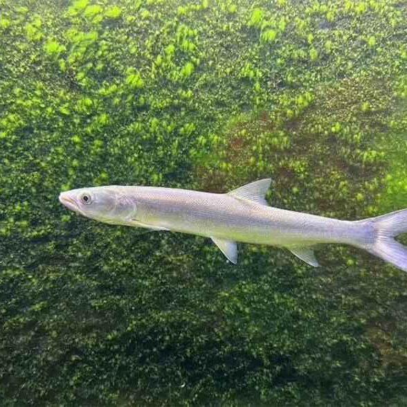 【猛鱼出没】鳡鱼 淡水水老虎 冷水鱼 原生鱼 吃小鱼的鱼 老虎鱼