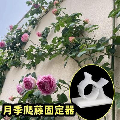 藤本月季爬藤固定器牵引
