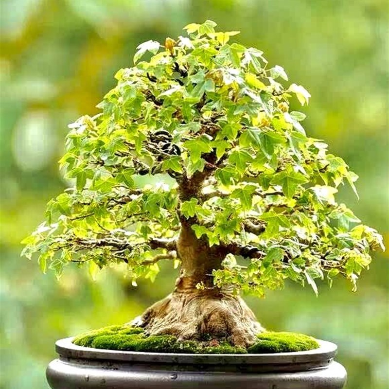 唐枫矮霸小叶三角枫盆景绿植植物花卉盆栽室内
