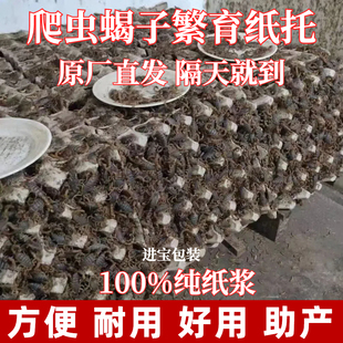 蝎子繁育厂家纯纸浆直销托盘养鸡场包装盒纸浆鸡蛋纸托盘运输蛋托