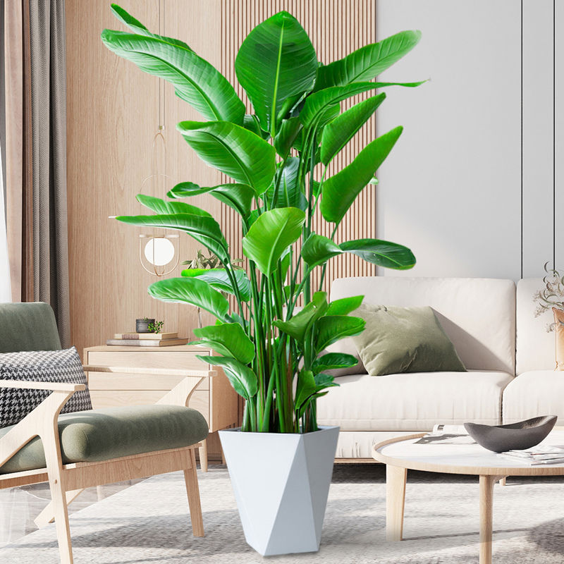 网红天堂鸟盆栽室内大型植物鹤望兰客厅办公室盆栽绿植天堂鸟