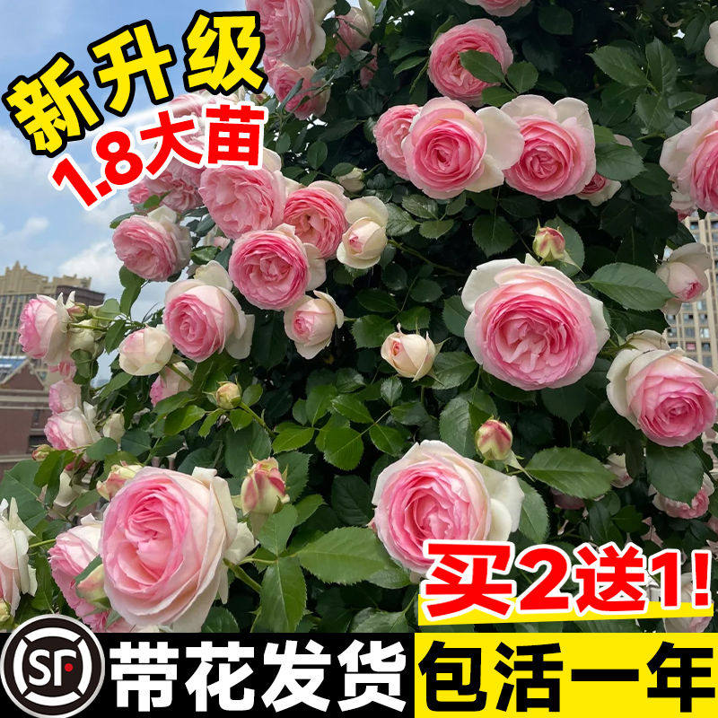 1米8母系蔷薇花爬藤特大苗大游行藤本月季四季开花卉植物盆栽玫瑰