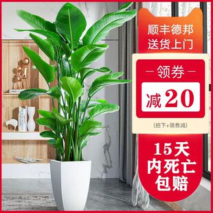 天堂鸟盆栽室内大型网红尼古拉鹤望兰 客厅办公室室内吸甲醛绿植