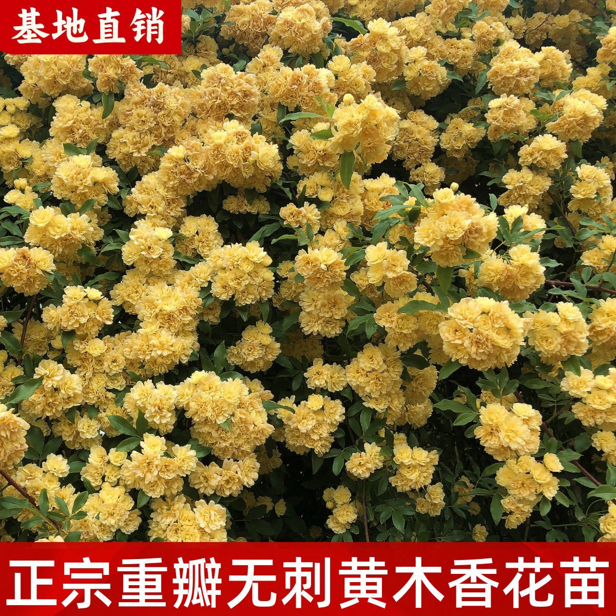 正宗重瓣红白黄木香花苗爬藤植物庭院藤本花卉植物浓香大花四季开
