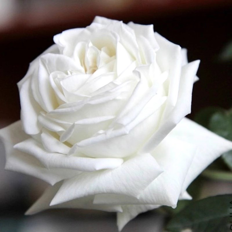 浓浓香珍妮莫罗月季花q苗四季开特大花香珍妮莫罗月季花苗四季开