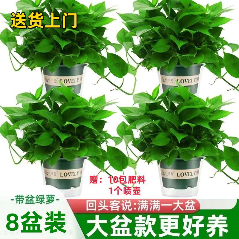 【8盆装】绿姬绿萝大叶s盆裁室内植物花卉绿植水培长藤除甲醛新房