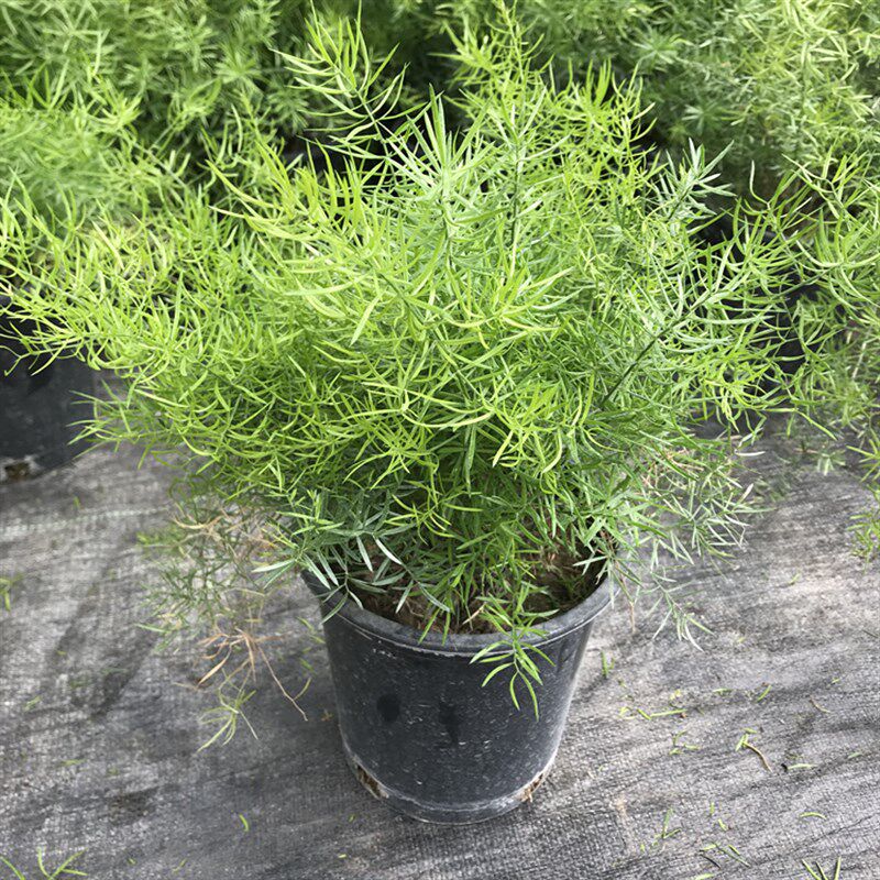 天门冬草盆栽大苗l 室外庭院常绿灌木植物多年生地栽四季种植包邮