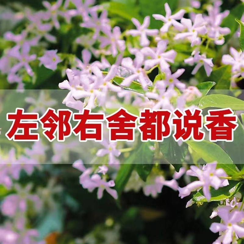 洗礼粉色风车银丝茉莉爬s藤植物大苗香络石藤盆栽阳台浓香藤蔓植