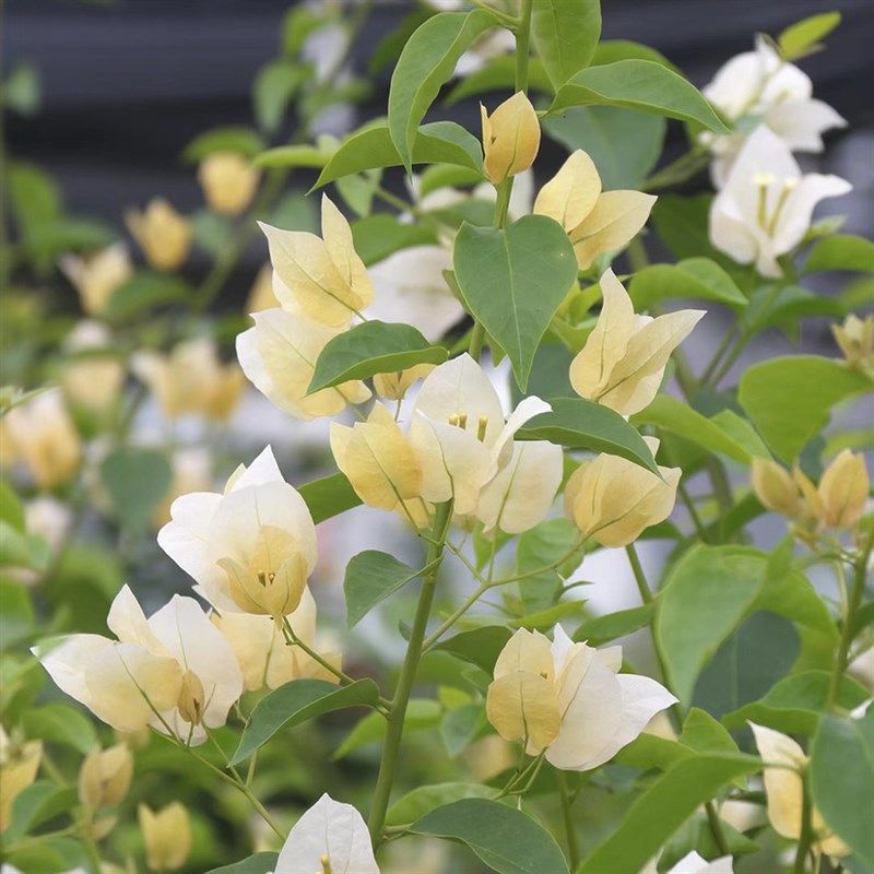 四季开花苏瓦娜三角梅爬藤扦插阳台庭R院景观盆栽易活,鲜花速递/花卉仿真/绿植园艺,绣球/木绣球/木本植物,淘宝优惠券,粉丝福利购,淘宝优惠卷