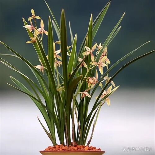 AA [锦绣丹霞]花艺双全新鲜兰花室R内外好养绿植盆栽