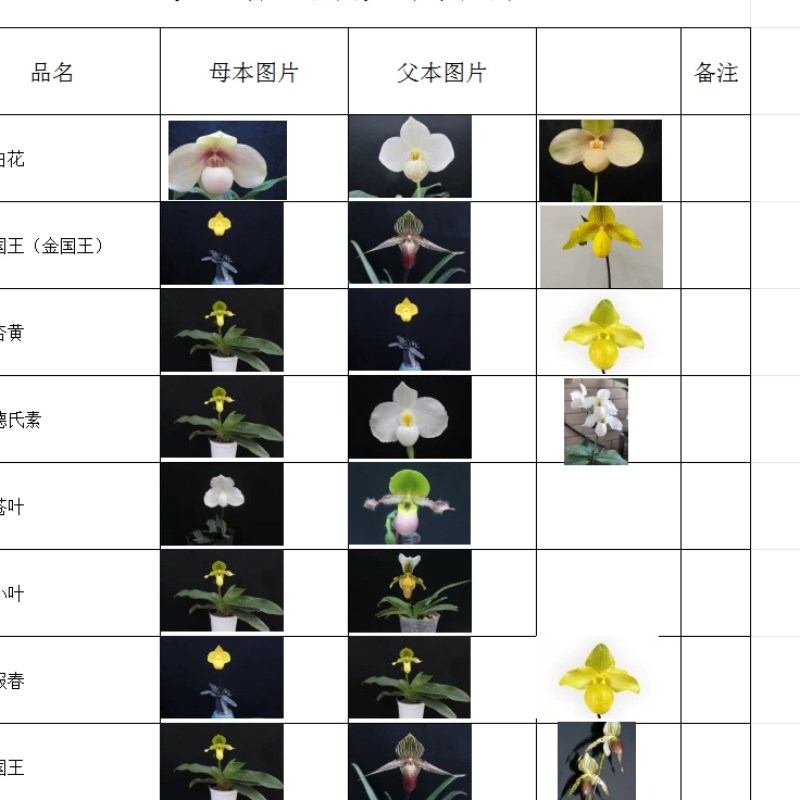 万峰绿缘【新品兜兰小苗】t出瓶苗实生组培兰科小苗室内植物庭盆