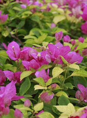 三角梅 斑红樱q 盆栽绿植庭院阳台开花植物