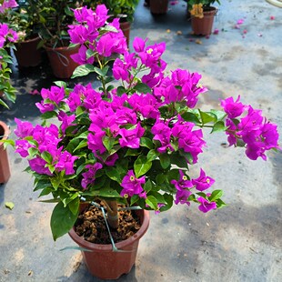 三角梅盆栽带花漳红樱娇娇家老桩小苗爬藤植物P室内外阳台四季开