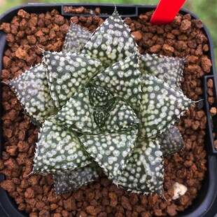 优选实生寿十二卷 实生选拔 玉露十二卷 多肉植物U盆栽 一物一拍