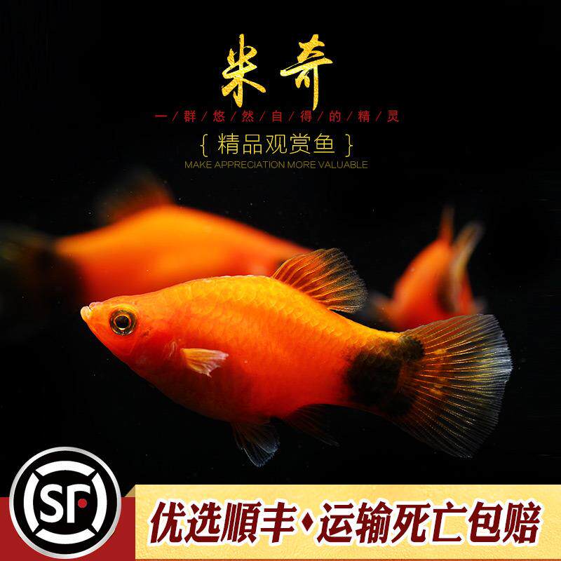小米奇鱼新手闯缸淡水观赏水草鱼缸三色牡丹月光红米奇小型鱼活体