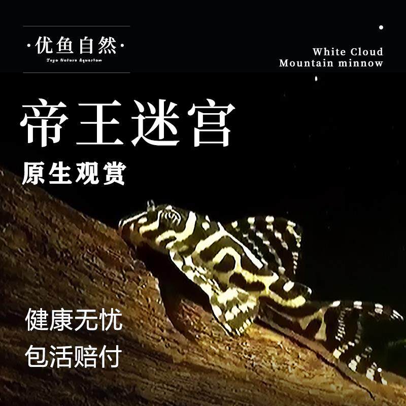 黄金帝王迷宫l333异型鱼南美热带淡水除藻观赏鱼清道夫鱼底栖鱼