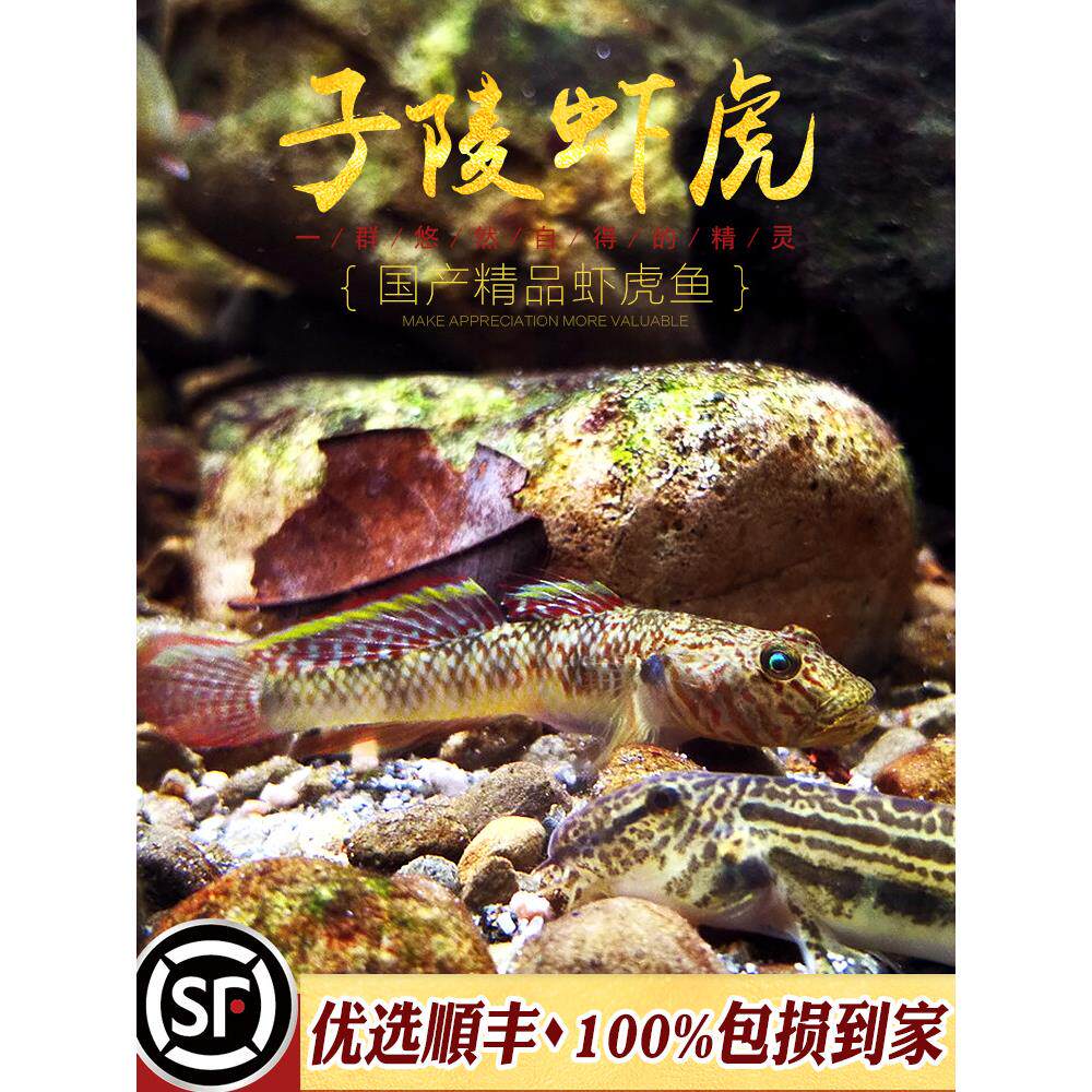 子陵吻虾虎鱼子苓菱虾虎鱼蝦虎原生冷水淡水爬岩吸鳅白面虾虎活体