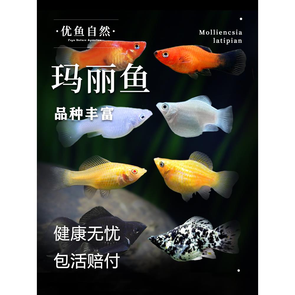 玛丽鱼皮球玛丽鱼米奇鱼胎生鱼孔雀鱼小型怀孕繁殖热带淡水观赏鱼