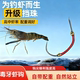 信大师升级款 毒牙虾钩钓虾神器钓罗氏虾专用虾钩钓虾馆专用鱼勾