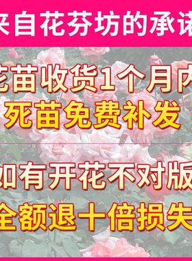 大红色玫瑰月季花苗盆栽老桩卡罗拉阳台庭院特大花浓香四季开花卉