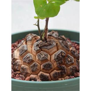 南非龟甲龙 爬藤块根多肉植物萌宠一物一拍稀有贵货 带盆栽好绿植