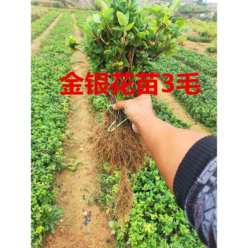 金银花苗树苗包邮植物金银花苗四季盆栽药用食用树桩盆景老桩爬藤