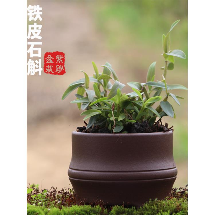 铁皮石斛苗种苗红杆2年驯化苗绿植盆景【紫砂盆栽】室内绿植种植