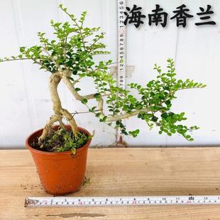 提根飘枝海南香兰老桩盆景开花浓香悬崖造型博兰临水花园植物盆栽