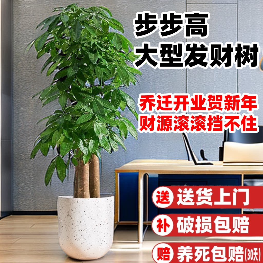 步步高发财树盆栽开业乔迁送礼室内绿植客厅办公室花卉大棵型植物