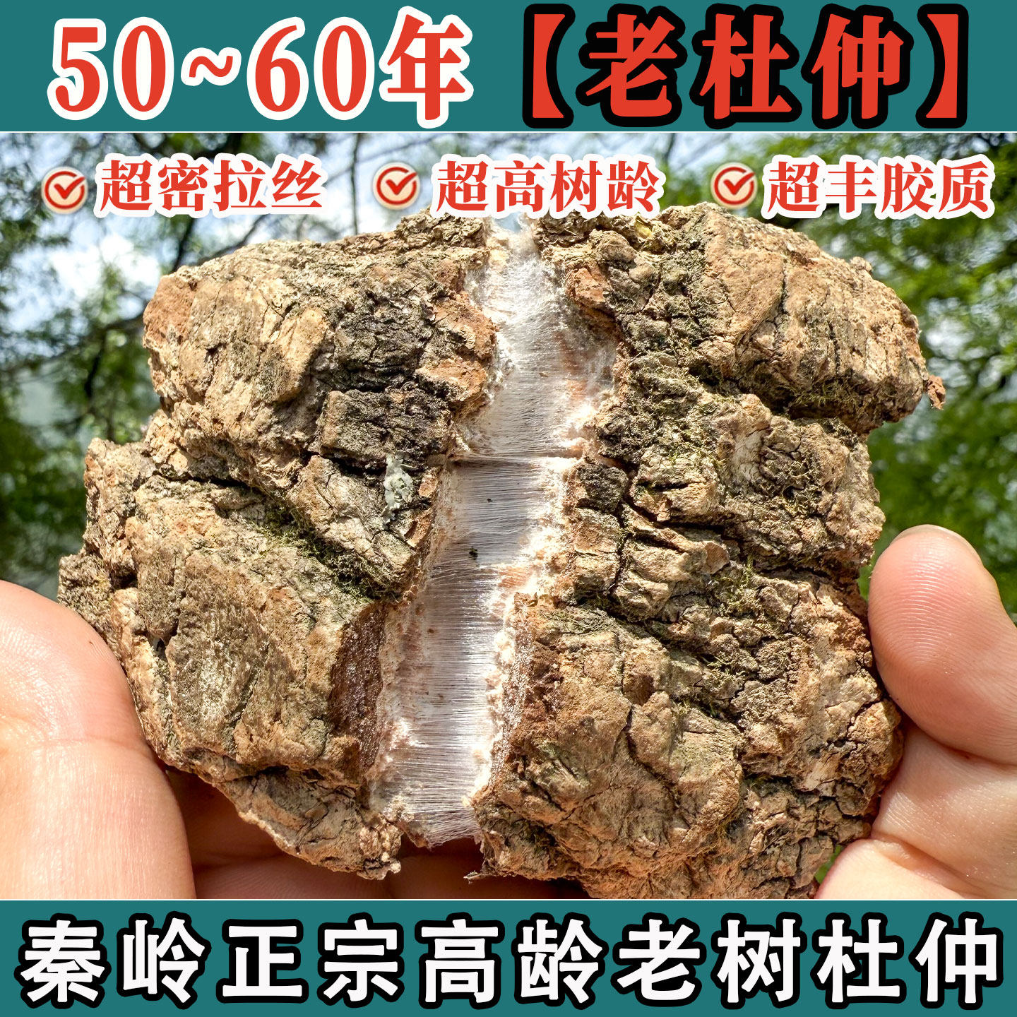 秦岭深山正品杜仲500g老树厚皮拉丝片杜仲可搭巴戟天淫羊藿泡酒茶