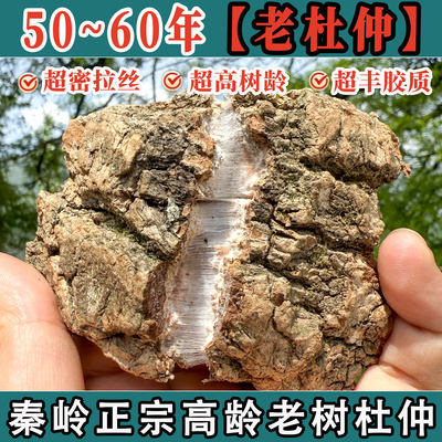 秦岭深山正宗老树杜仲厚皮片拉丝