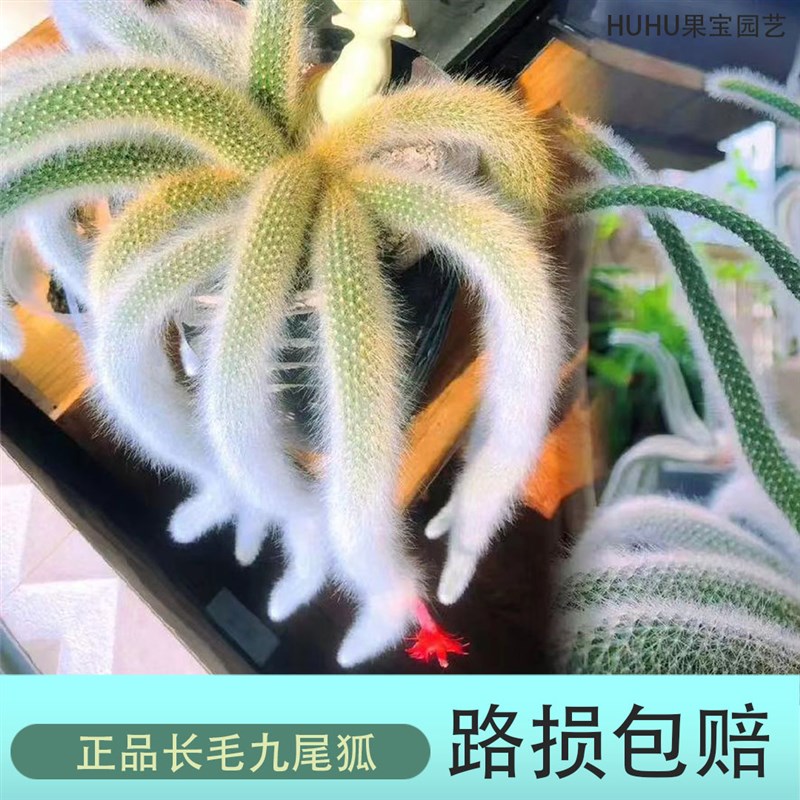 多肉九尾狐植物长毛老桩垂吊篮精品白狐多肉N盆栽组合阳台室内植