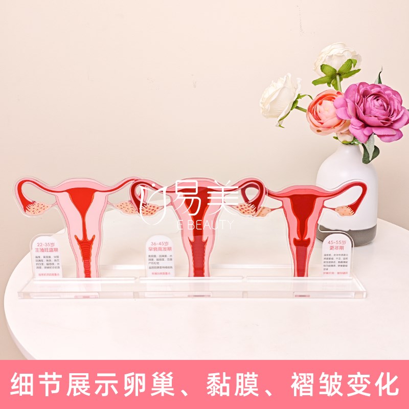 女性一探究竟子宫变迁模型指尖密境青春悄逝月子S会所摆件沙龙布