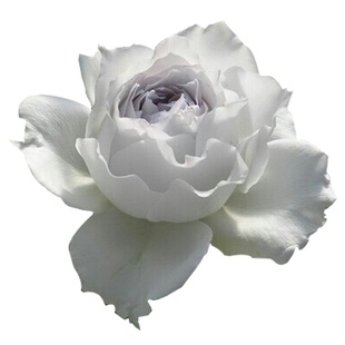 加百列大天使月季花苗四季浓香大花E庭院阳台花卉植物易活玫瑰盆