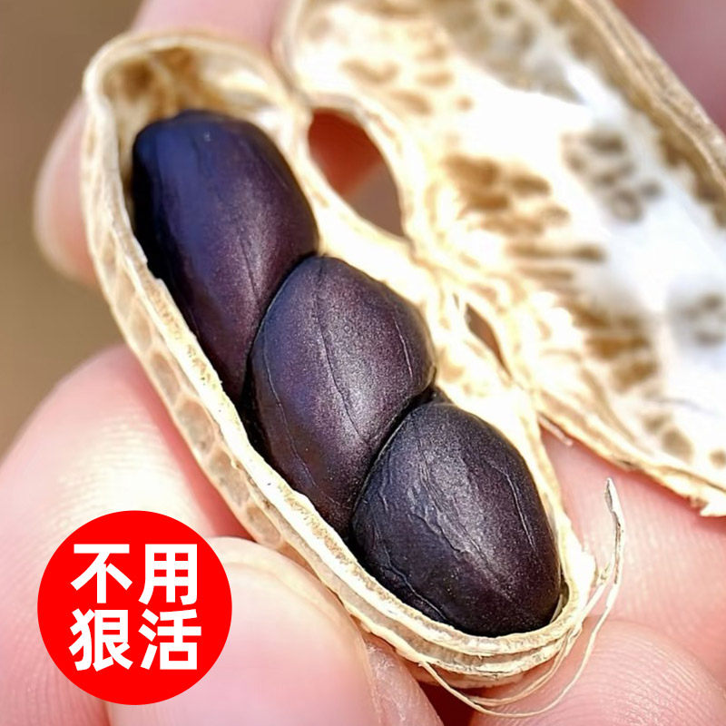 农家黑花生湖南大山种植现货孕妇零食太阳晒干老品种带壳黑花生