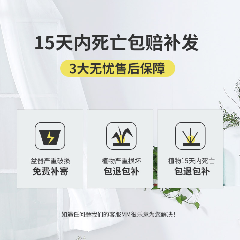 七彩铁千年木室内大盆栽办公室观叶K大型植物客厅好养龙血树