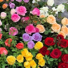 玫瑰花种籽子四季种植盆栽花卉植物室内外鲜花种子好养活庭院阳台