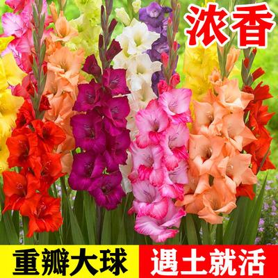 进口5颗剑兰种球多年生花卉