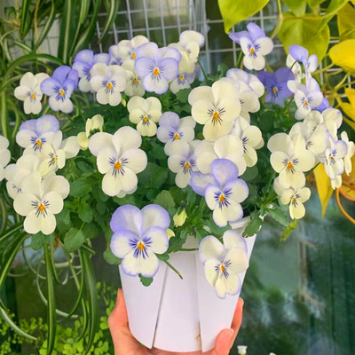 三色堇花种四季播种开花矮生