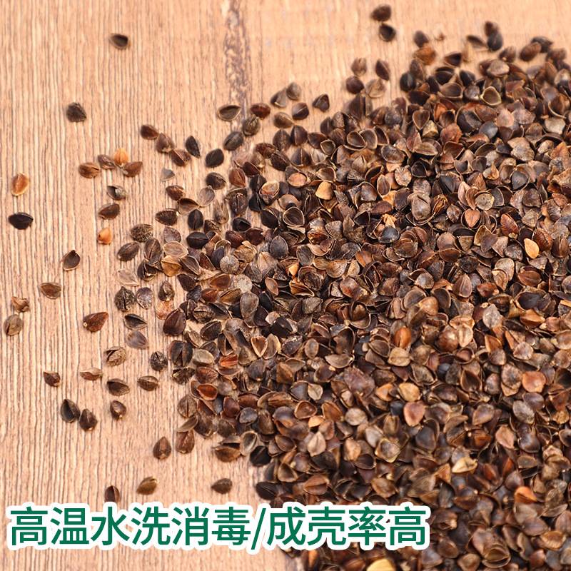 高温水洗消毒荞麦壳枕头厂家 筛选干净无杂质枕芯填充90甜荞麦