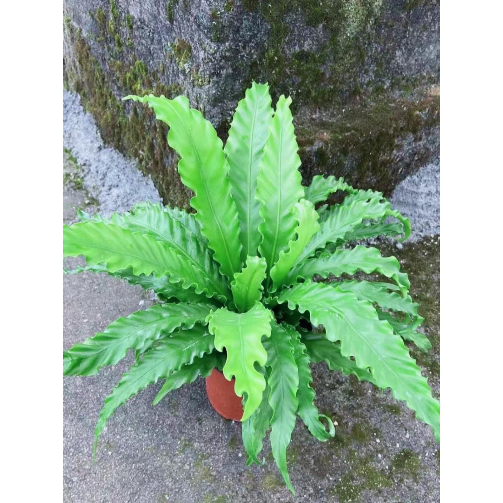 板植蕨类荟萃吉姆蕨鹿角蕨鸟巢蕨四季常青客厅书房办公室绿植盆栽