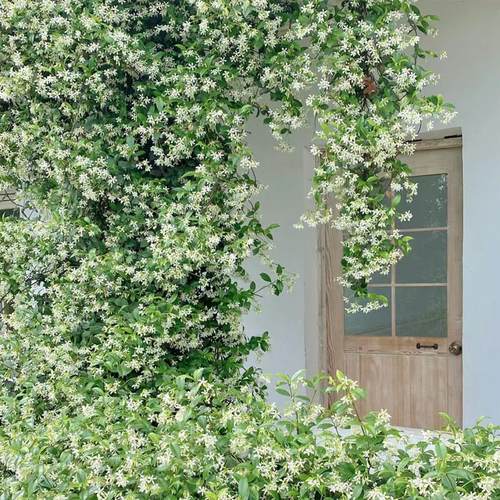 白风车茉莉盆栽络石藤垂丝浓香爬藤花卉耐寒阳台盆栽植物四季常青