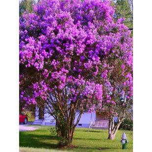 庭院别墅丛生紫薇树苗紫叶红花多杆红火箭耐寒绿化苗木盆栽风景树