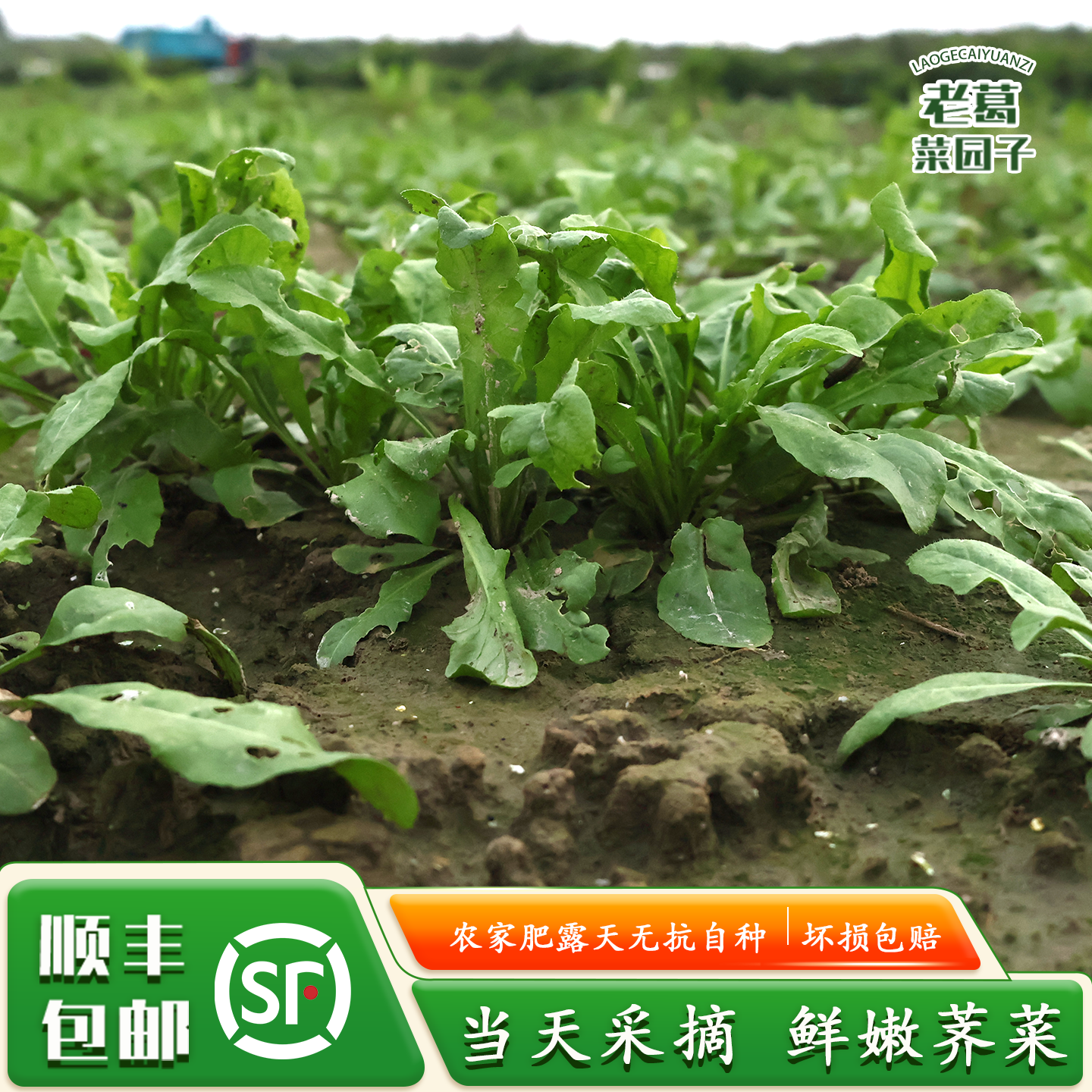 顺丰包邮 荠菜 荠菜新鲜野生 农家自种蔬菜 露天（非大棚）