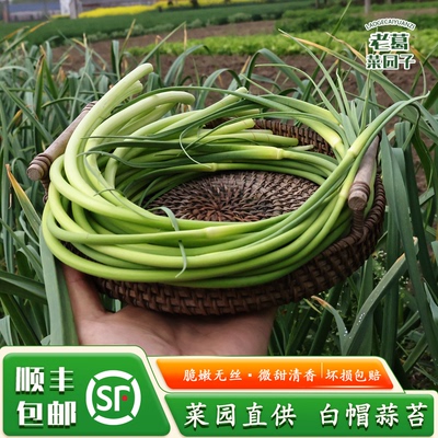 老葛菜园自种蒜苔现抽现发蒜香