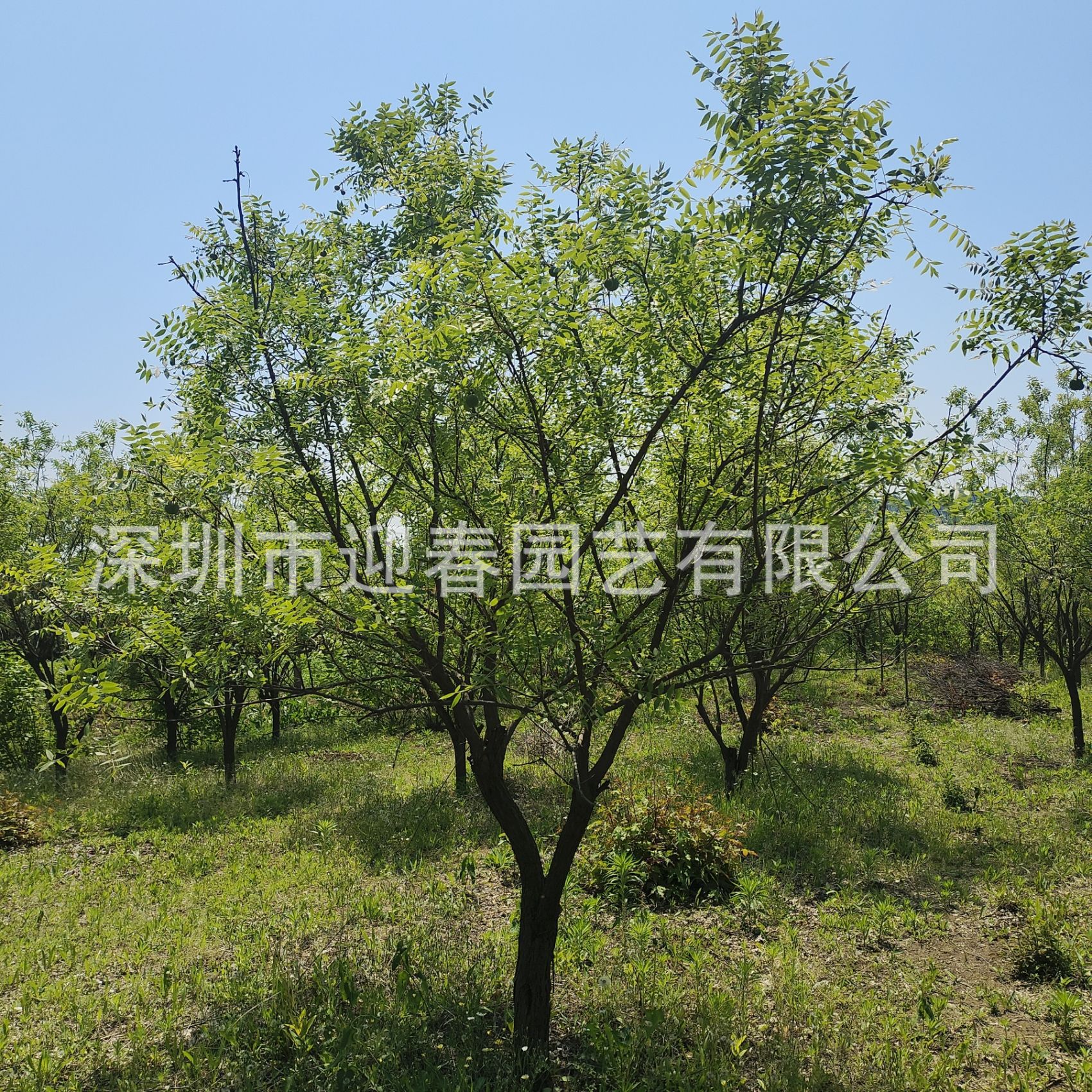广东市政绿化施工安装设计