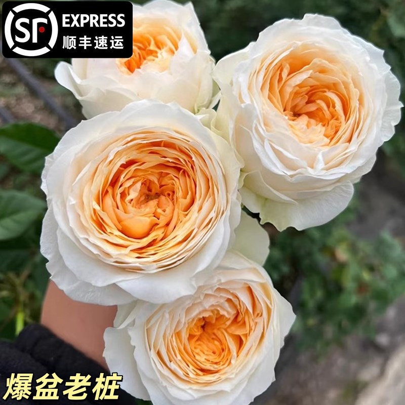 【新品】帽子/秀波月季花灌木大苗盆栽切花玫瑰四季耐寒庭院老桩