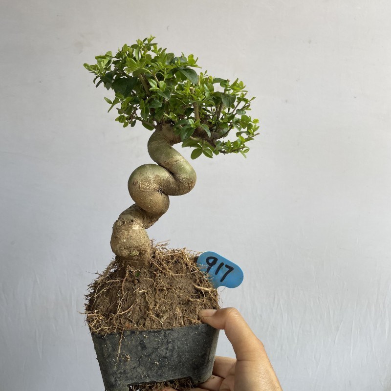 小叶女贞老桩盆景一物一拍四季常青开花结果耐寒耐热室内外小绿植