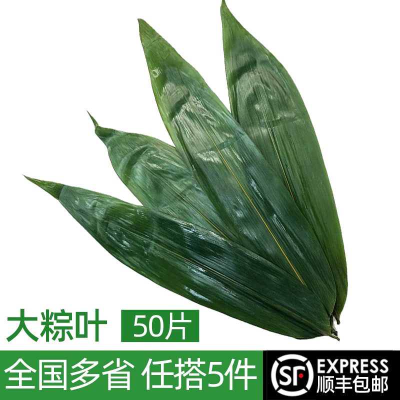 新鲜大粽子叶 大号现摘50片叶特大包粽子的叶子商用棕叶