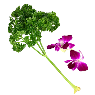 新鲜杨兰花250g 荷兰芹250g 洋兰花法香组合花草酒店西餐摆盘装饰